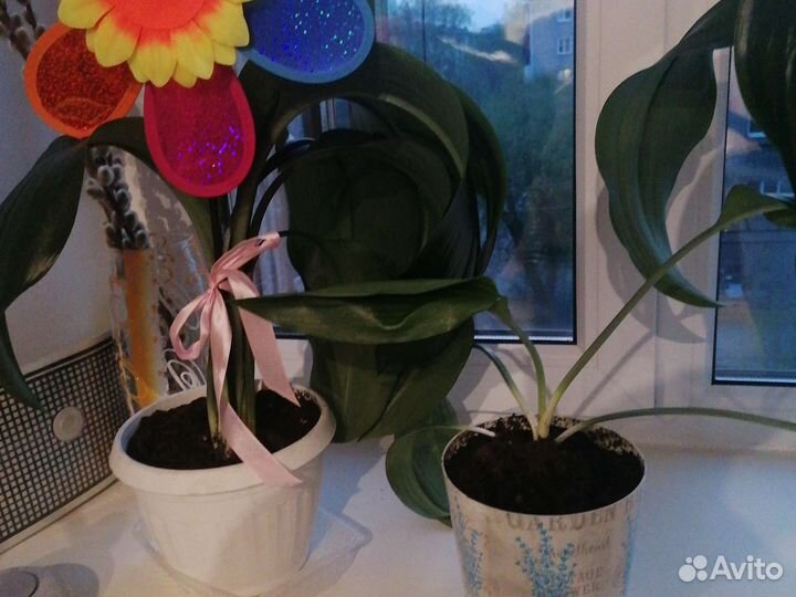 Амазонская лилия, эухарис