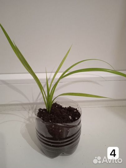 Пальма панданус