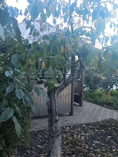 Дом 180 м² на участке 12 сот.