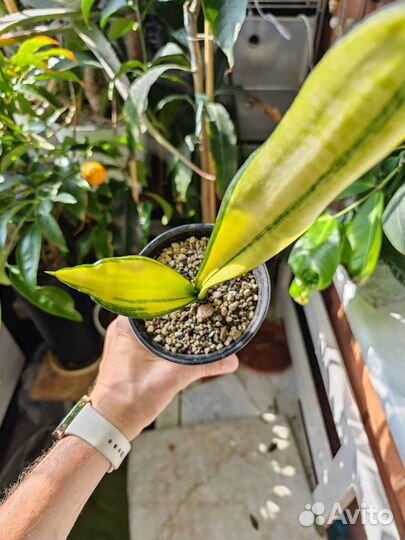 Редкие,коллекционные сансевьеры