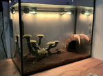 Аксолотли с аквариумум