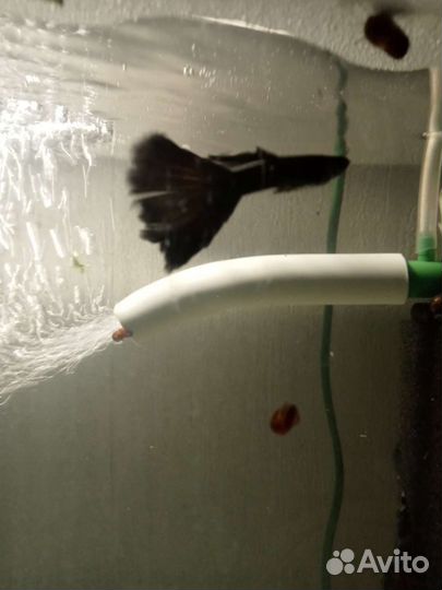 Аквариумные рыбки гуппи Черный принц, Дамбо