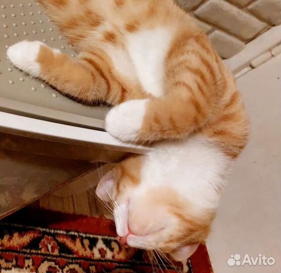 Котик Лёлик в дар, 2 месяца