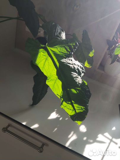 Сингониум Австралия