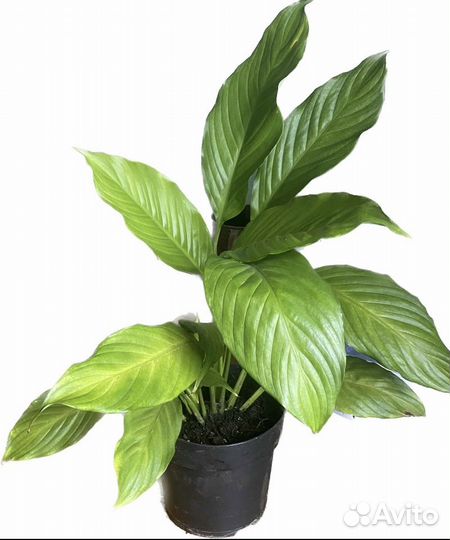 Спатифиллум