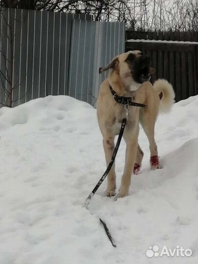 Белла ищет дом