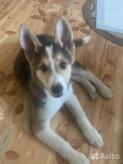 Щенок Помесь