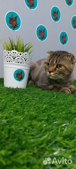 Стрижка кошек и котов