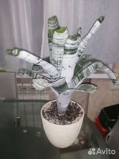 Эхмея