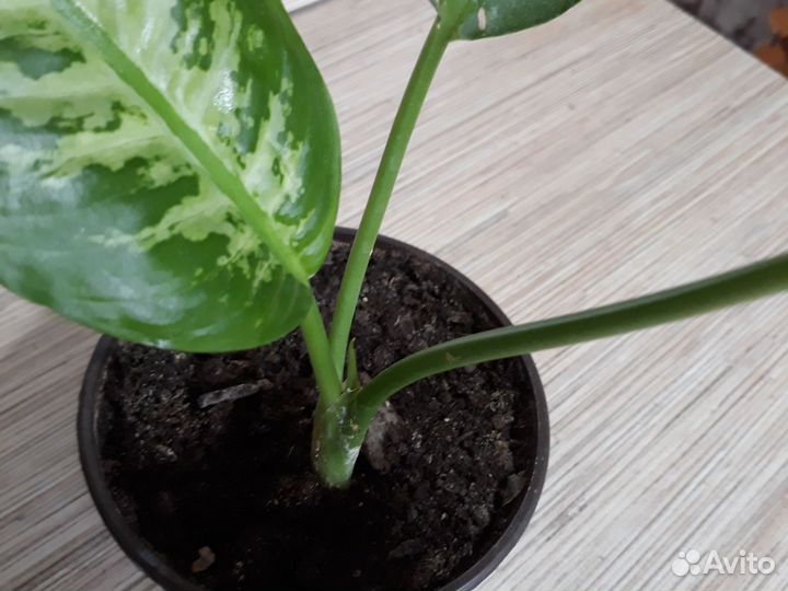 Диффенбахия кустовая