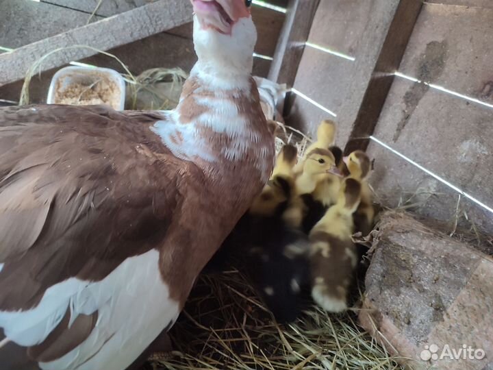 Утка с утятами