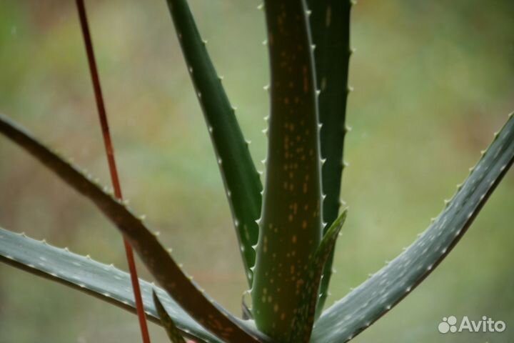 Алоэ вера, каланхое