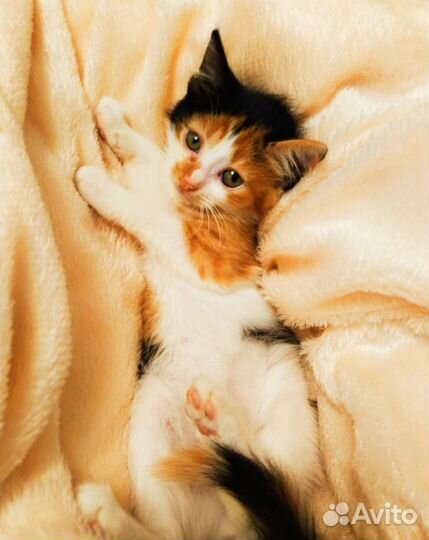 Котята в дар
