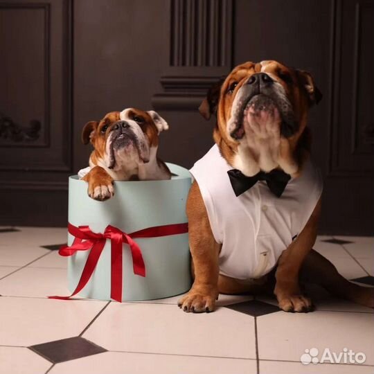 Собаки для съёмок/ фотосессии(английский бульдог)