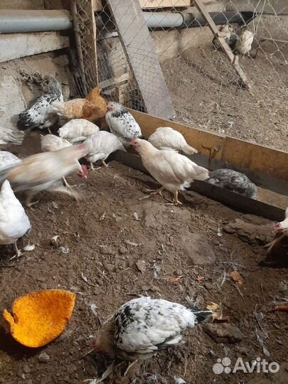Куры молодки
