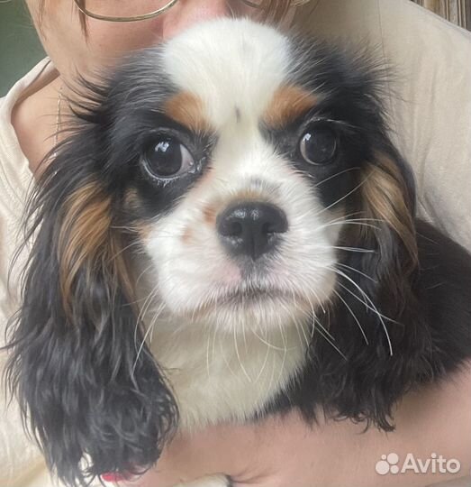Кавалер кинг чарльз спаниель