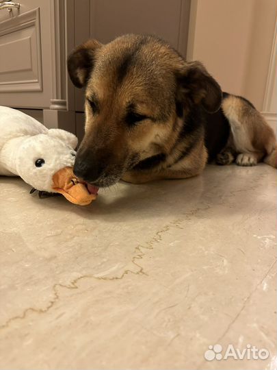 Ей очень одиноко в приюте