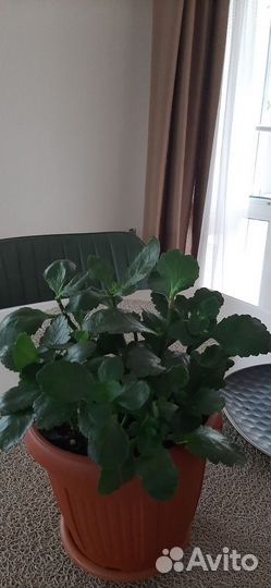 Каланхоэ цветущий