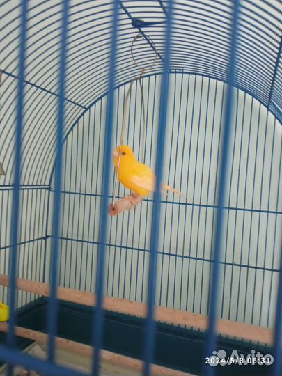 Кенара и канарейки