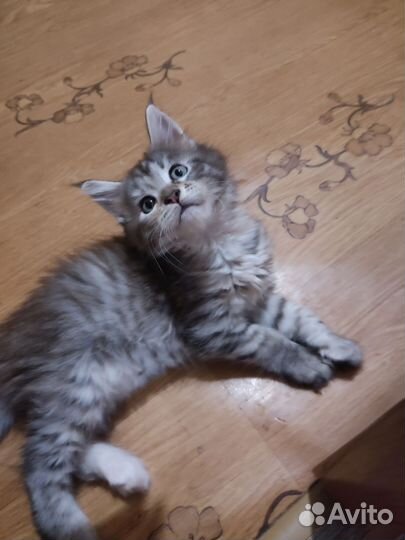 Котята мейн-кун продажа