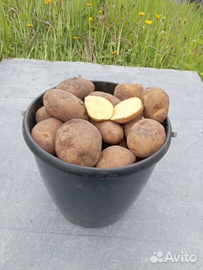 Продам картофель