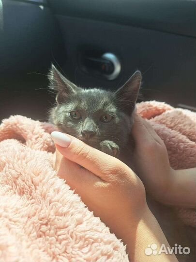 Котенок девочка 2,5 месяца