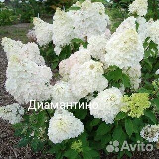 Гортензии10 сортов