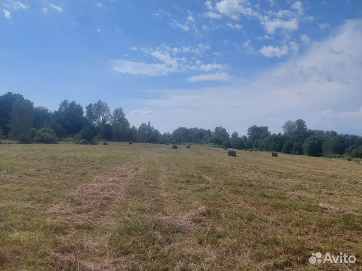 Продам сено в рулонах
