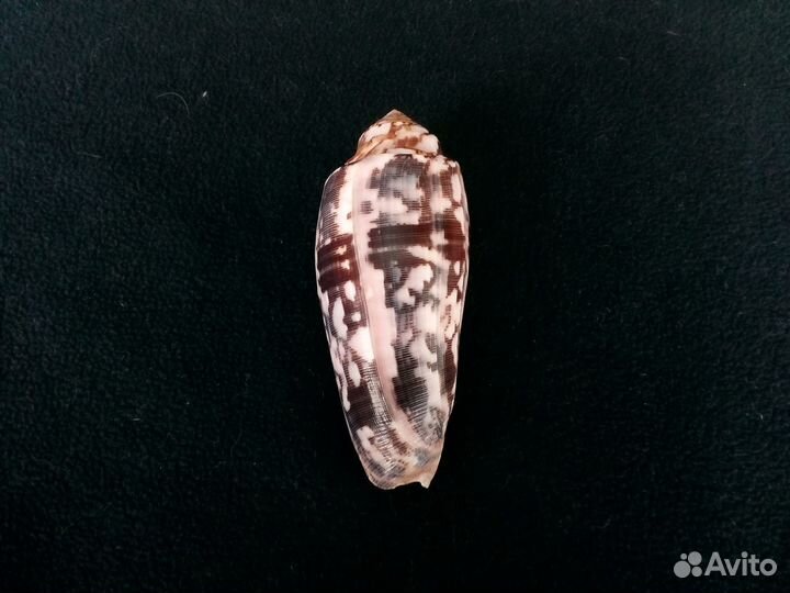 Ракушка Conus striatus 95,8 мм Большой