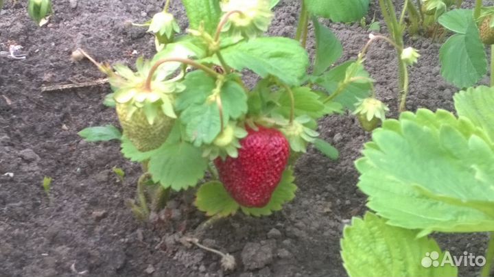 Рассада клубники, малины, ежевики