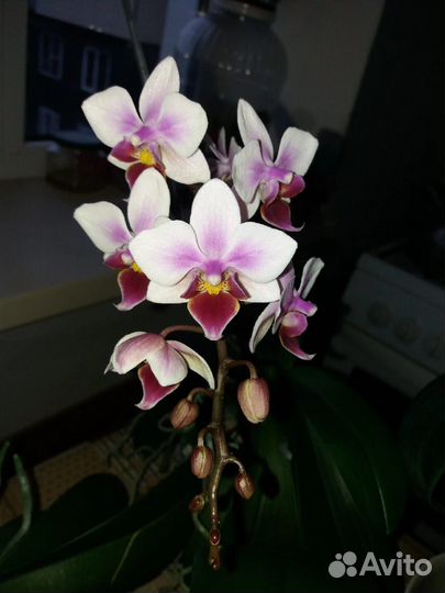 Орхидея
