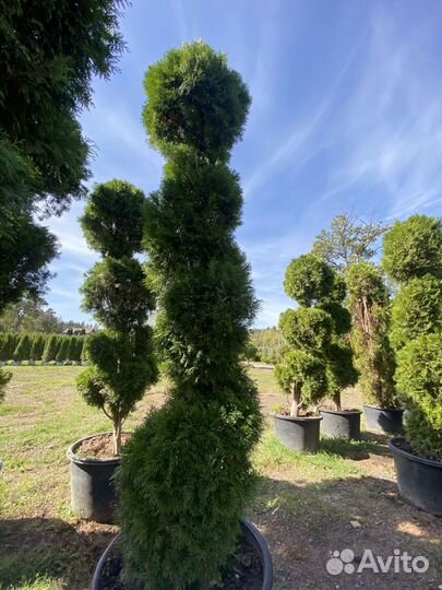 Саженцы туи смарагд спираль 300 см