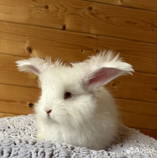 Кролики немецкая ангора