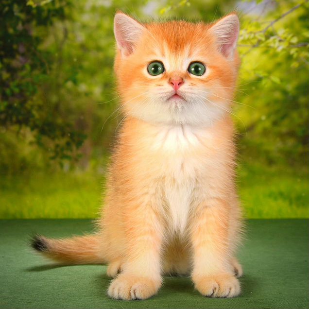 Шотландский прямоухий короткошёрстный котёнок