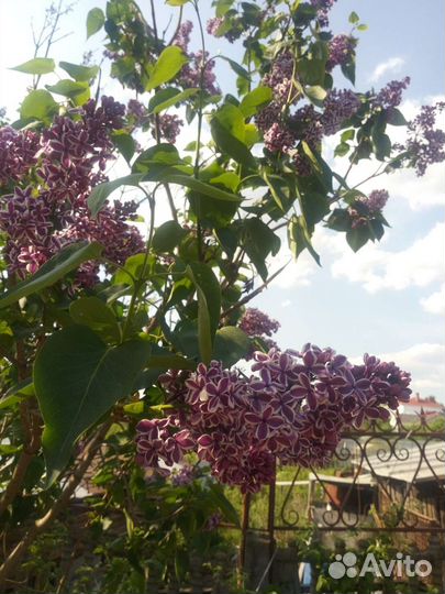 Букет сортовой сирени