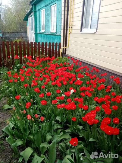 Тюльпаны