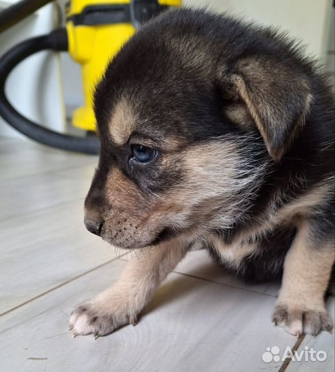 Отдам в добрые руки