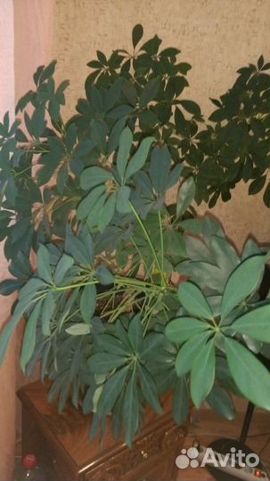 Комнатные цветы шефлера