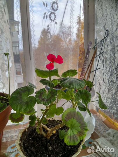 Пеларгония герань