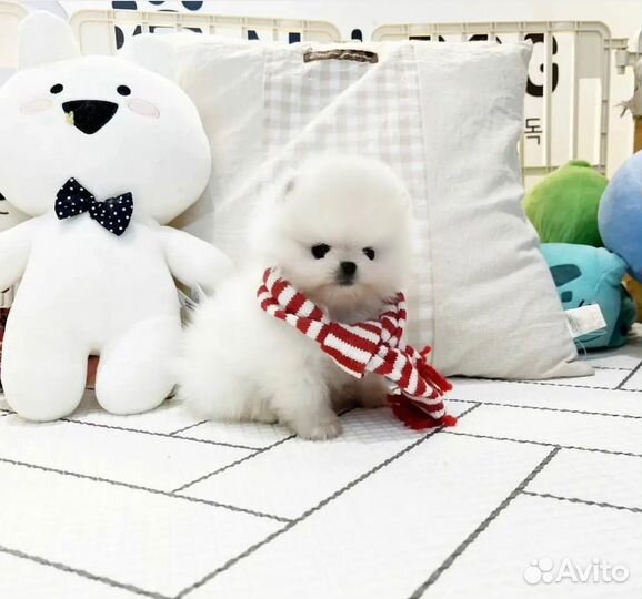 Супер mini шпицы имеется доставка