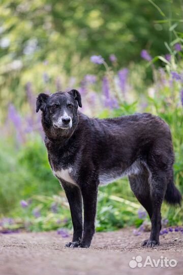 Собака компаньон в добрые руки