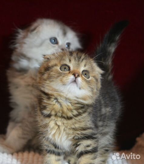 Вислоухие котята цветные