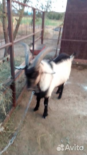 Козел зааненский