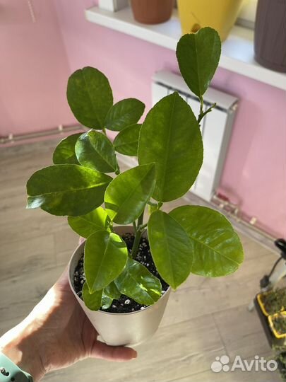 Цитрусы плодоносящие разные