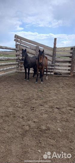 Продажа лошадей
