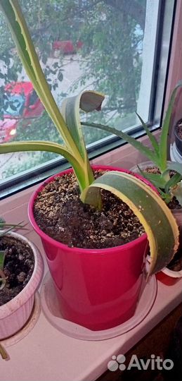 Агава домашнее растения