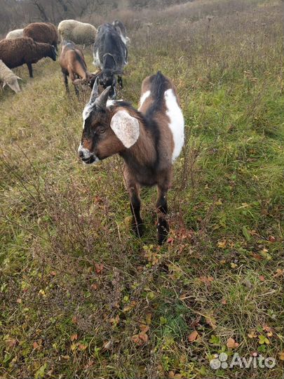 Нубийский козел