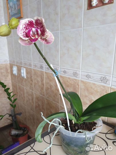 Орхидея
