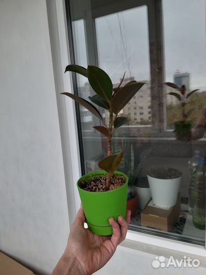 Фикус мелани