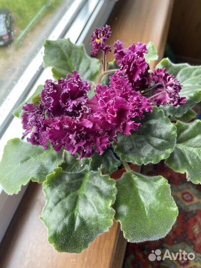 Фиалки сортовые